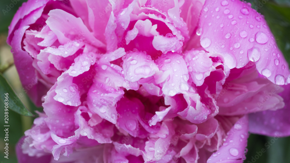 Beautiful shiny water droplets on flower petal peony macro. Drops of dew. Gentle soft elegant airy artistic image with soft focus.