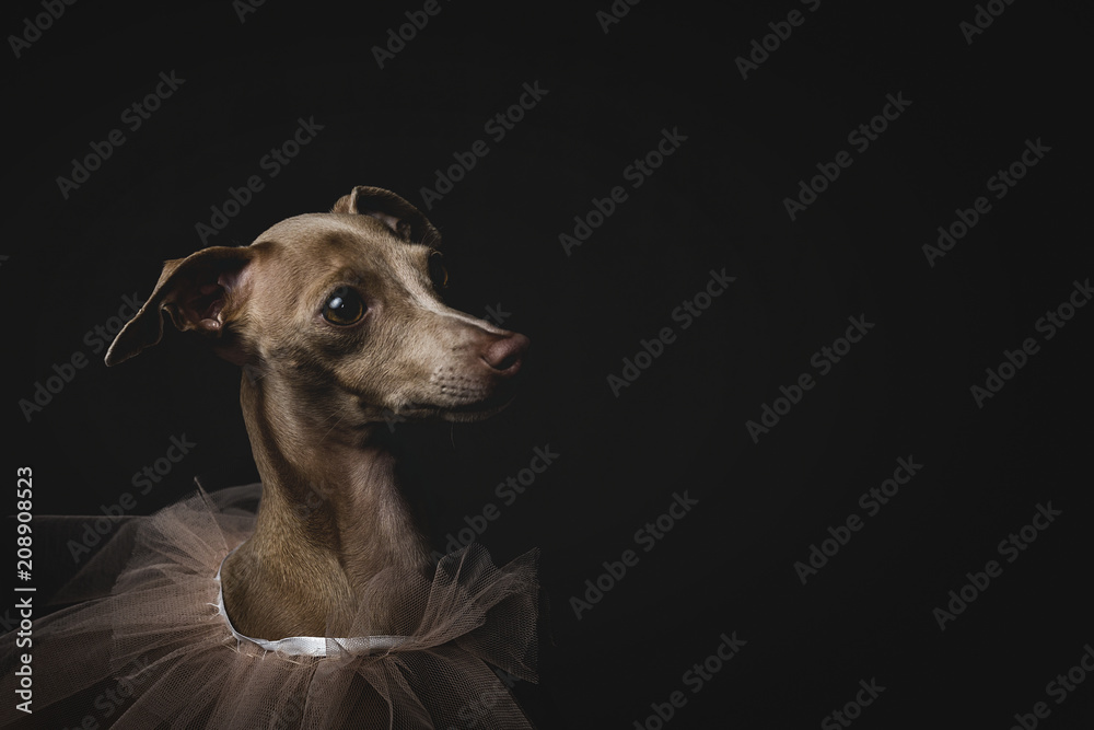 Portrait of little italian greyhound dog.Costume Portrait of little italian greyhound dog.Costume