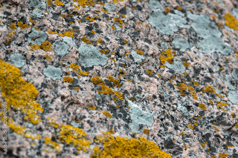 Moss On Granite Macro Bornholm Moss On Granite Macro Bornholm