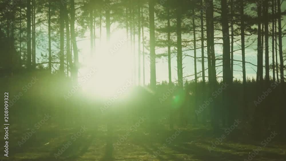 Sun blinking over the forest. Sunset. Sun blinking over the forest. Sunset.
