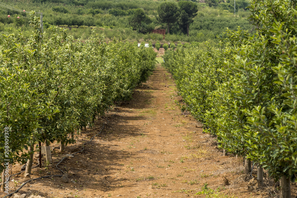 Apple plantation field