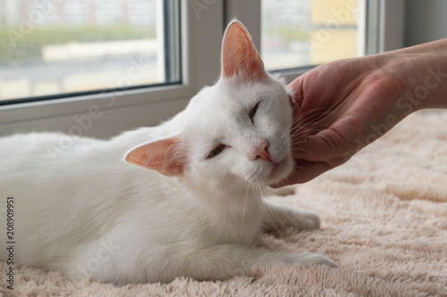 Hand of owner stroking young gentle white cat. White cat on a pink blanket near to the window.