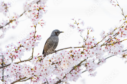 桜とヒヨドリ(Brown-eared Bulbul) photo