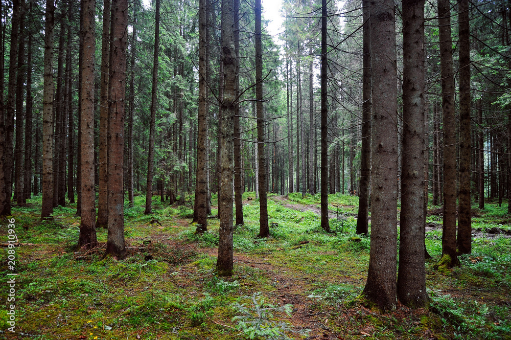 Obraz premium pine forest with moss and large tree trunks
