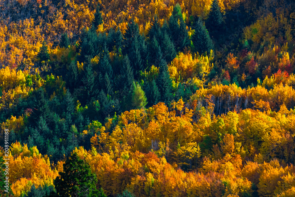Fototapeta premium Beautiful colorful green yellow orange and red autumn trees forest on the hill.