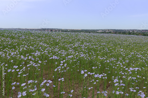 natural background, blooming flax field, blue flax flower