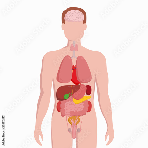 Human male body with internal organs schema flat infographic poster vector illustration. Man silhouette with lungs, heart, thyroid, stomach, liver, kidneys, intestine, pancreas, spleen, testicles.