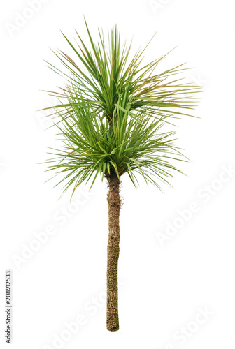 palm tree © Luka