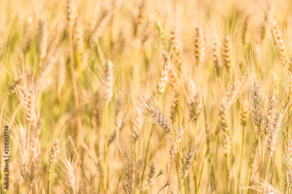 Beautiful nature sunrise landscape. Summer background of ripening ears of agriculture landscape. Wheat field natural product. Beautiful nature sunrise landscape. Summer background of ripening ears of agriculture landscape. Wheat field natural product.