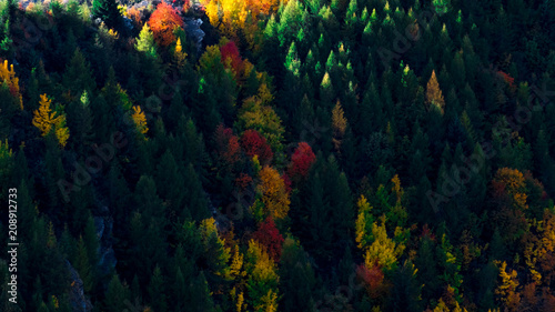 Beautiful colorful green yellow orange and red autumn trees forest on the hill.