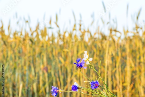 Wildflowers against the background of a wheat field