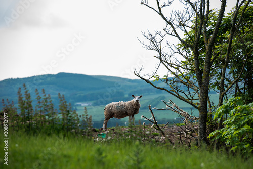 a sheep in field with hills in background