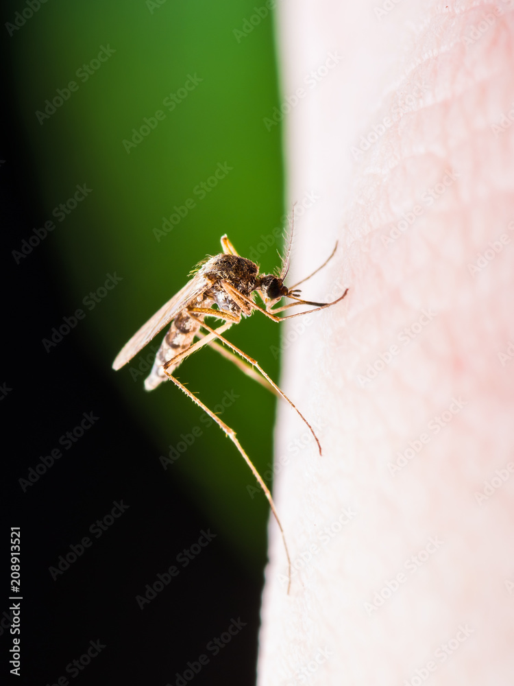 Yellow Fever, Malaria or Zika Virus Infected Mosquito Insect Macro on Green Background Yellow Fever, Malaria or Zika Virus Infected Mosquito Insect Macro on Green Background
