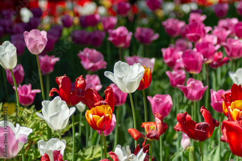 Tulips of different colors in a meadow