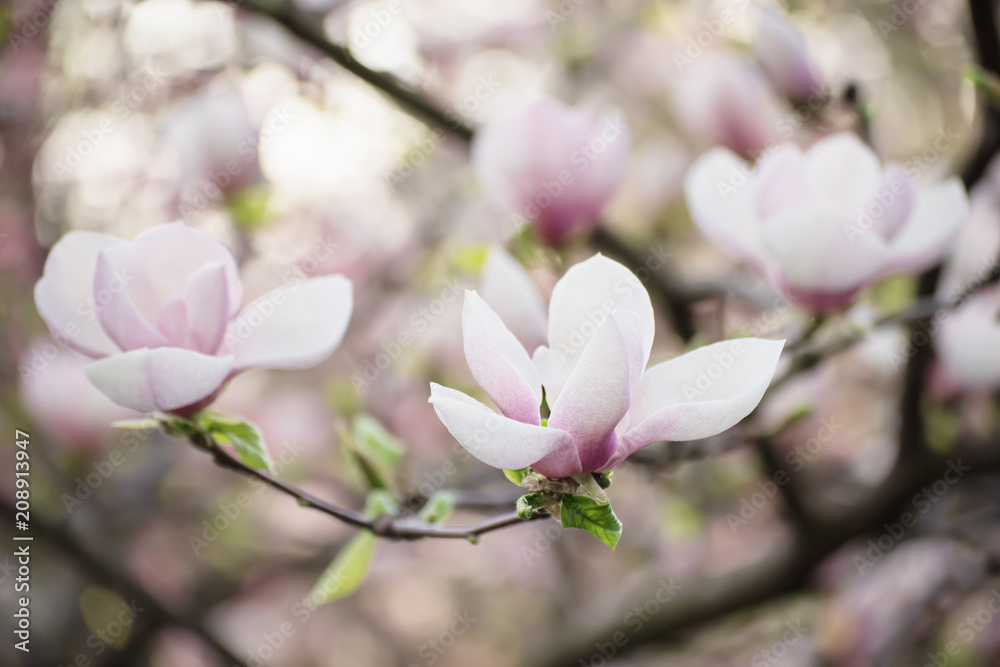 Blossoming of pink magnolia flowers in spring time, floral background