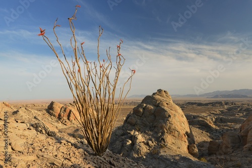 Blooming Ocotillo Cactus, Anza-Borrego Desert State Park, California, America, USA photo
