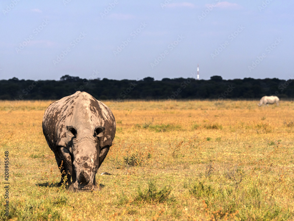 Fototapeta premium Southern White rhinoceros, Ceratotherium simum simum, mud cover, Botswana