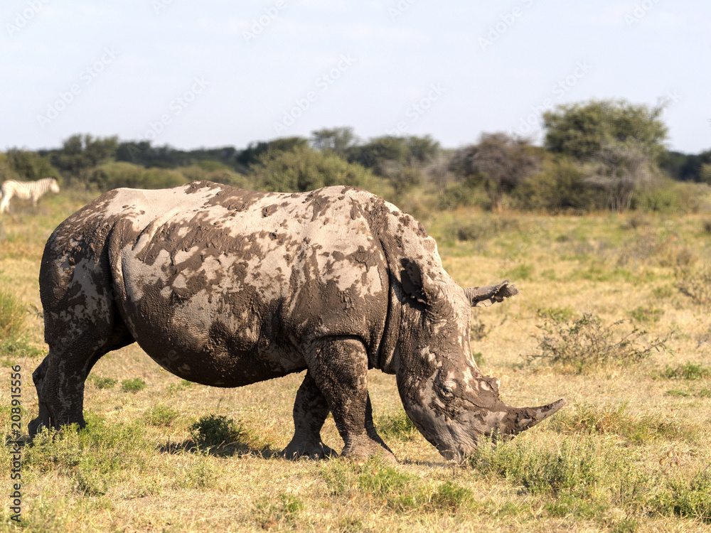 Fototapeta premium Southern White rhinoceros, Ceratotherium simum simum, mud cover, Botswana
