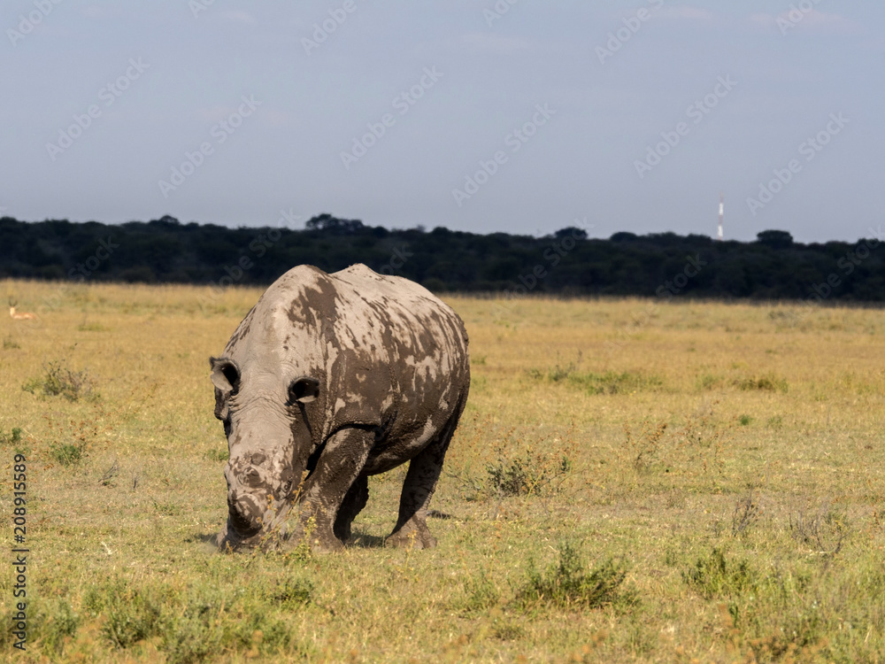 Fototapeta premium Southern White rhinoceros, Ceratotherium simum simum, mud cover, Botswana