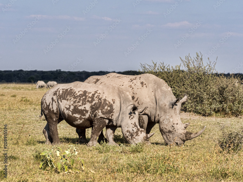 Fototapeta premium Southern White rhinoceros, Ceratotherium simum simum, on Botswana pasture