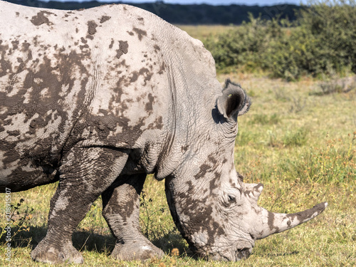 Southern White rhinoceros  Ceratotherium simum simum  mud cover  Botswana