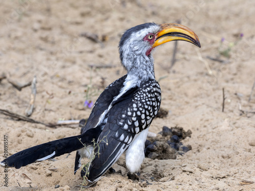 Yellow-billed hornbill, Tockus flavirostris, looking for food, Botswana