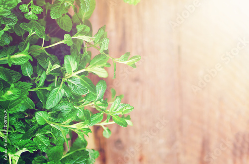 Abstract spring or summer concept. Organic herbs  melissa  mint  thyme  basil  parsley  on wooden background with sunlight and sunny leaks. Banner. Copyspace.