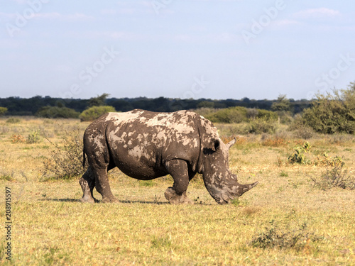 Southern White rhinoceros, Ceratotherium simum simum, on Botswana pasture
