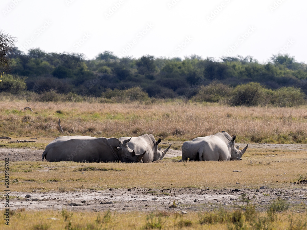 Fototapeta premium Southern White rhinoceros, Ceratotherium simum simum, at waterhole Botswana