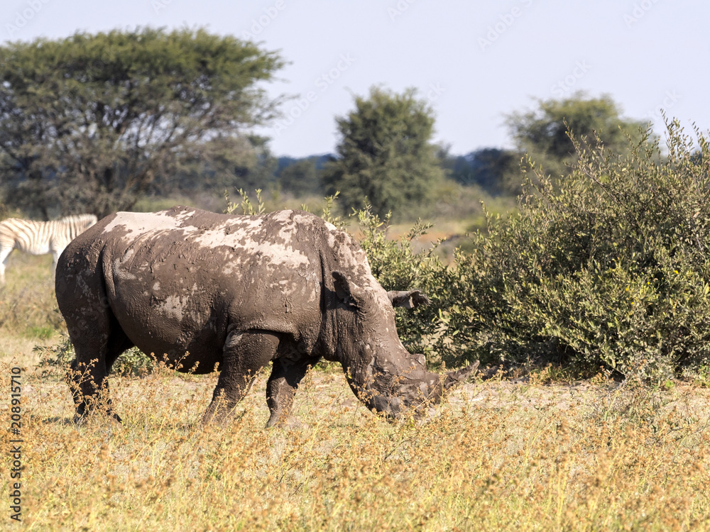 Fototapeta premium Southern White rhinoceros, Ceratotherium simum simum, mud cover, Botswana