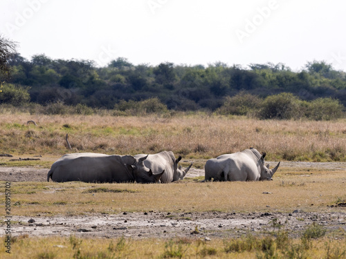 Southern White rhinoceros  Ceratotherium simum simum  at waterhole Botswana