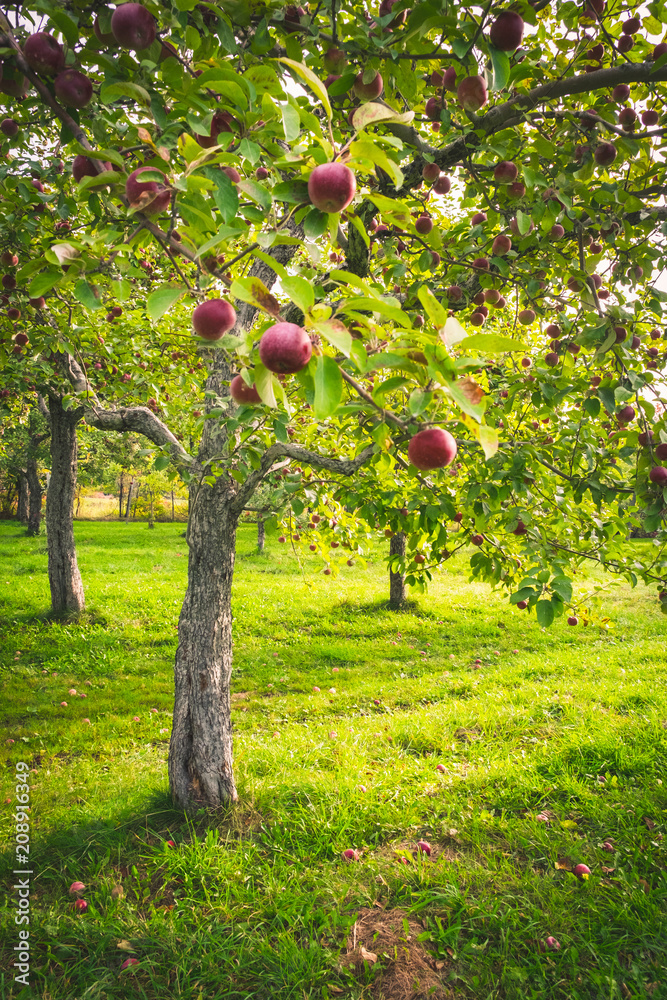 Fototapeta premium Quebec Apples, Canada