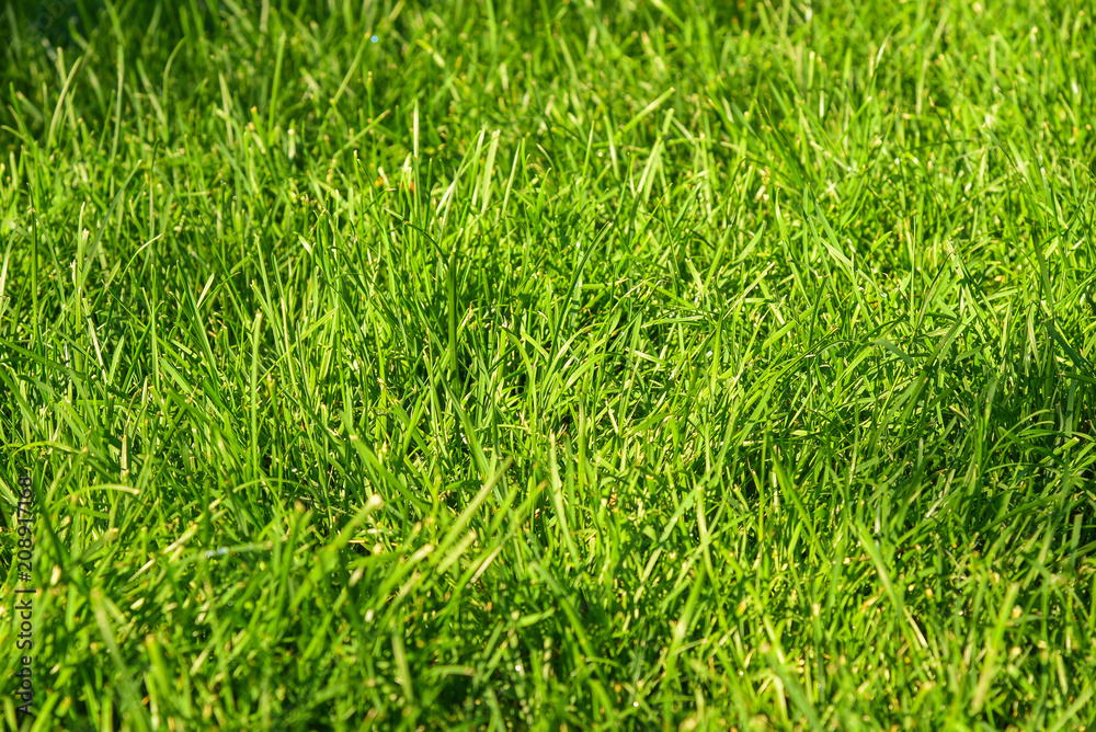 Green fresh grass background Green fresh grass background