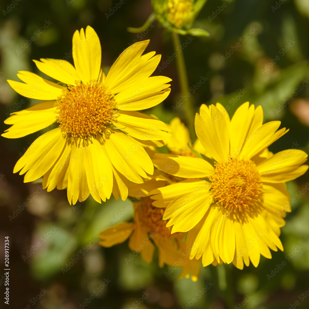 Closeup of pair yellow chrysanthemum coronarium Closeup of pair yellow chrysanthemum coronarium
