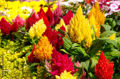 Close up of bright multi-colored celosia flowers photo