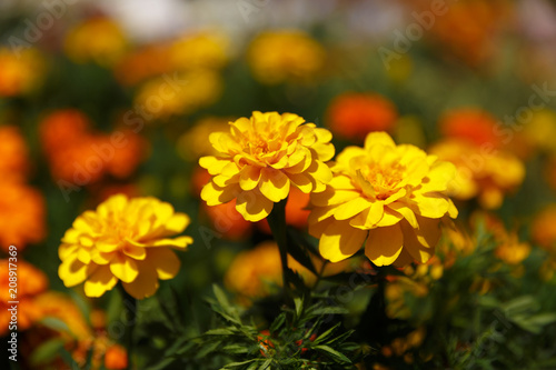 Three ripe dahlia yellow flowers