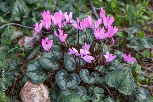 Bush of beautiful wild pink cyclamens photo