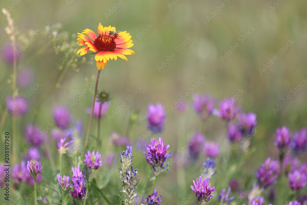 wild flowers in summer