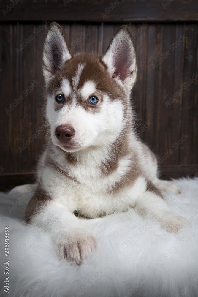 siberian husky puppy on wood background