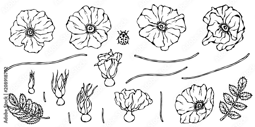 Wild Rose Flower. Dog Rose, Briar Leaf. Botanical Painting. Realistic Hand Drawn Illustration. Savoyar Doodle Style.