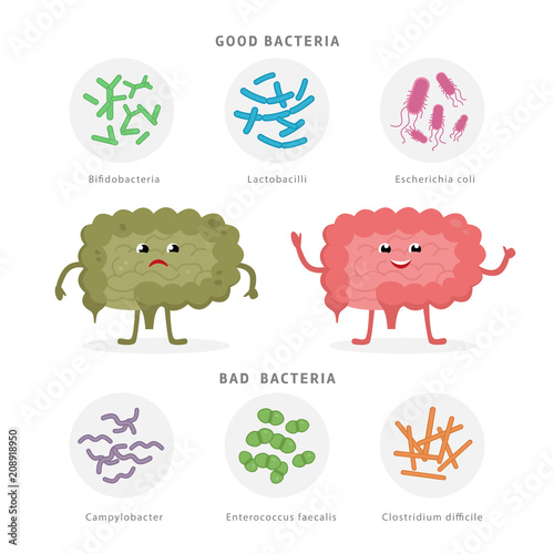 Good Bacteria and Bad Bacteria in human intestines. Bifidobacteria, Lactobacilli, Escherichia coli, Campylobacter, Enterococcus faecalis, Clostridium difficile with human silhouette isolated on white. photo