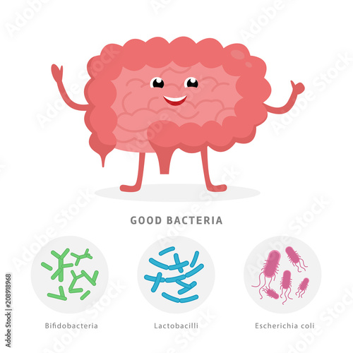 Good bacteria concept illustration, healthy intestine cartoon character isolated on white background. Gut microflora with Bifidobacteria, Lactobacilli, Escherichia coli medical illustration