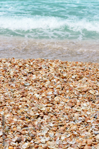 Seashells on a sandy beach near the sea