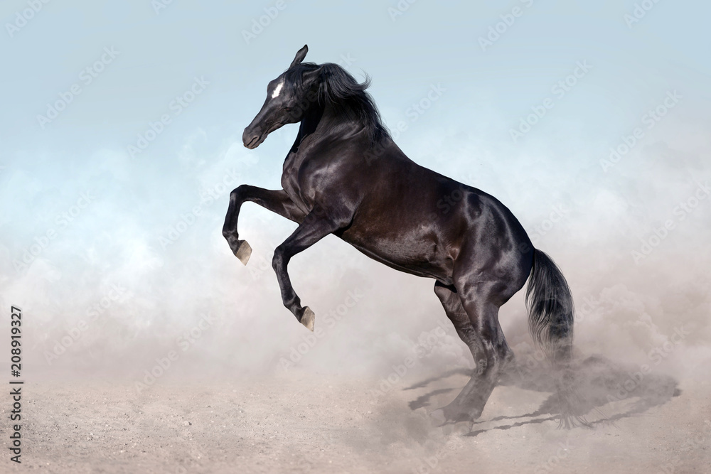 Black horse rearing up Black horse rearing up