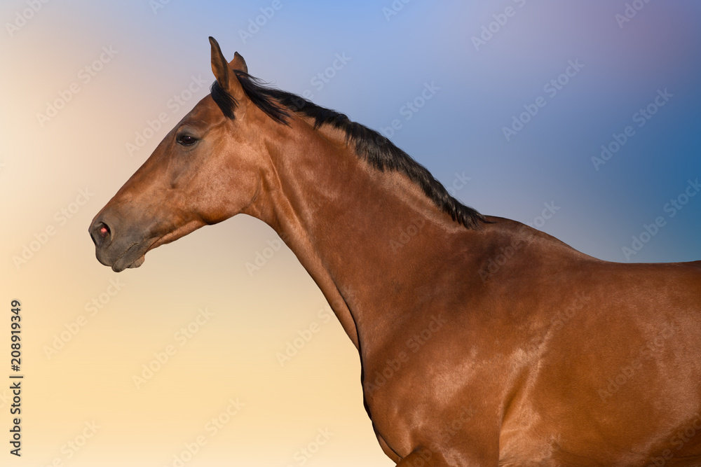 Fototapeta premium Bay horse portrait in motion against beautiful sky