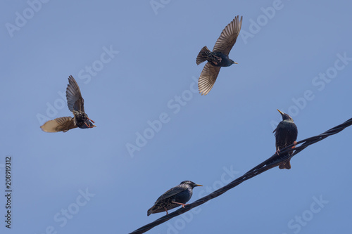 birds flying and sitting on a power line view from below, blue sky in background