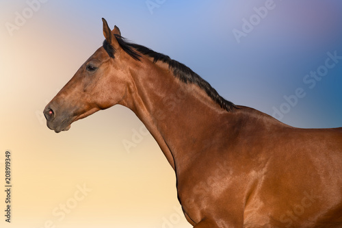 Bay horse portrait in motion against beautiful sky
