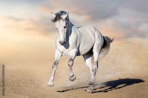 White horse run gallop in desert dust against blue sky © kwadrat70