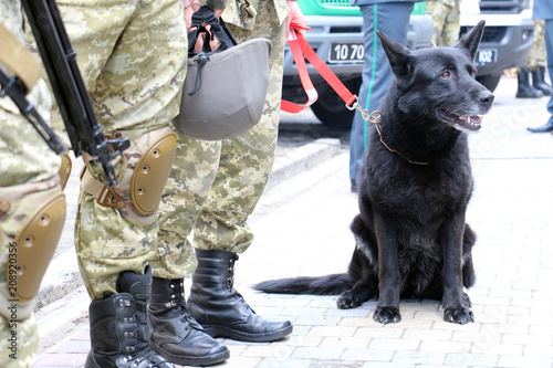 Border Guard Dog. Totally black German Shepherd Dog breed. The dog, sitting at the feet of the owner, a soldier in camouflage. Close-up.