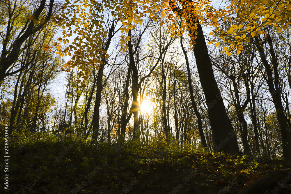 Obraz premium Autumn forest in the sun rays.